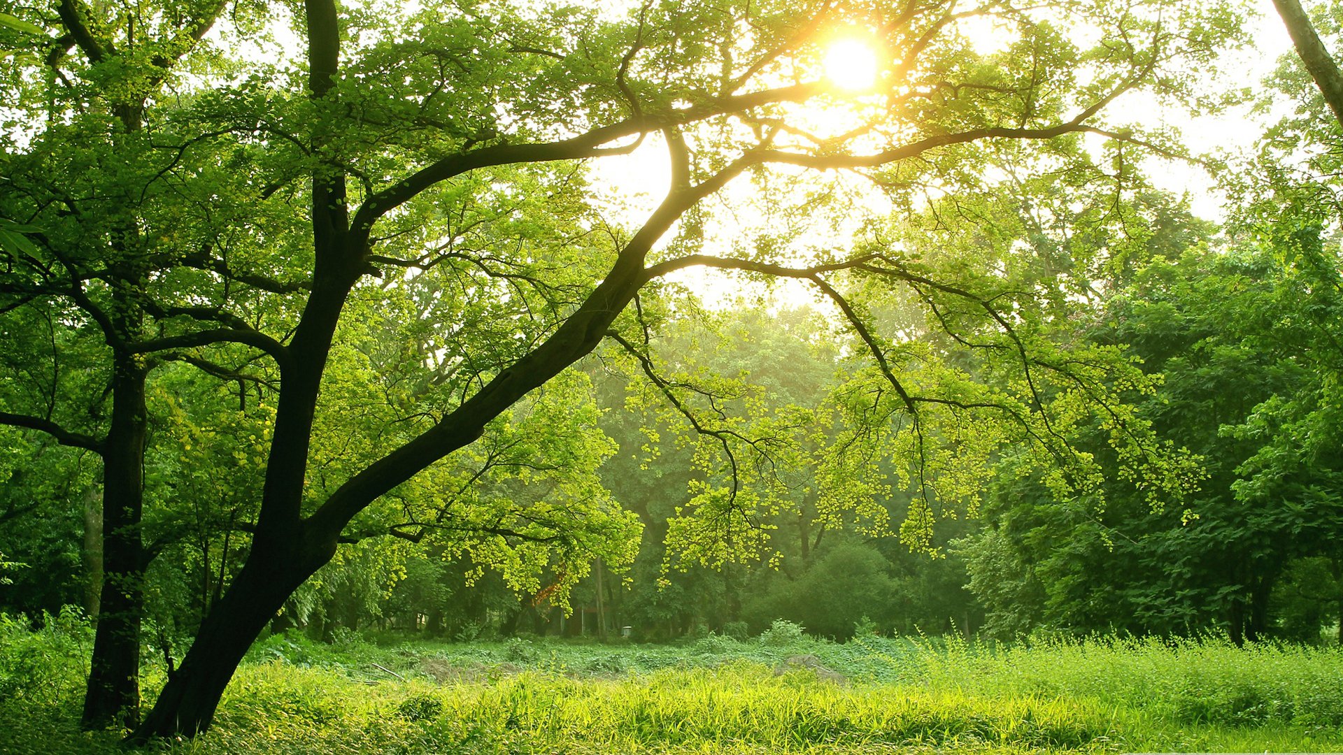Consultoria Ambiental